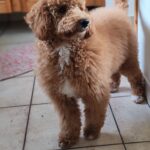 Blade-male-goldendoodle-puppy-for-sale- (6)