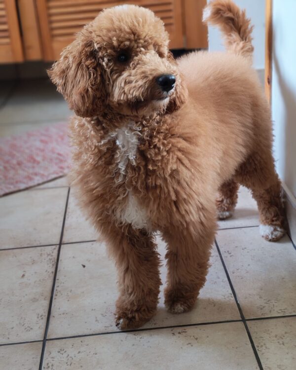 Blade Goldendoodle Blade Goldendoodle