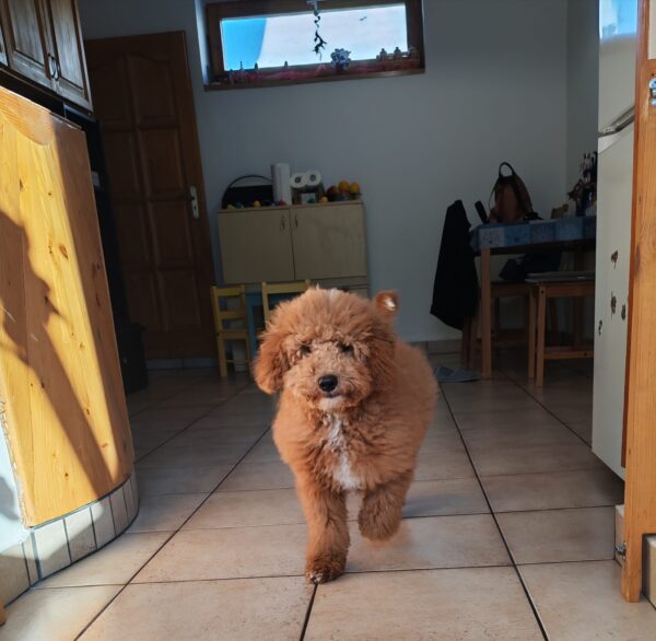 Blade Goldendoodle Blade Goldendoodle