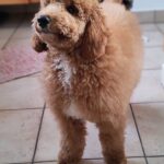 Blade-male-goldendoodle-puppy-for-sale- (7)