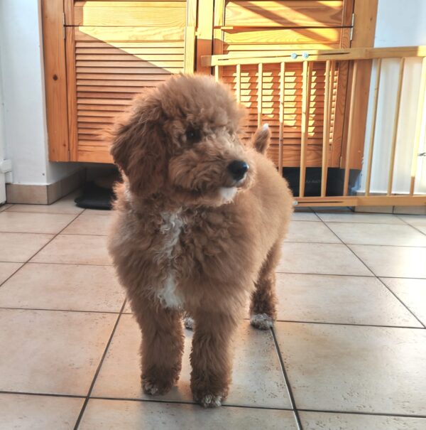 Blade Goldendoodle Blade Goldendoodle