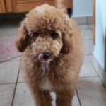 Blade-male-goldendoodle-puppy-for-sale- (8)