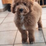 Blade-male-goldendoodle-puppy-for-sale- (8)