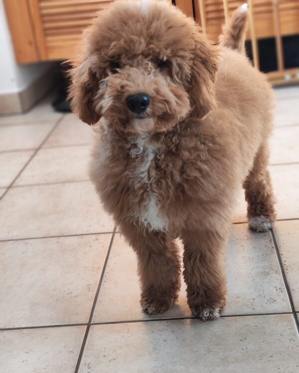 Blade Goldendoodle Blade Goldendoodle