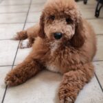 Blade-male-goldendoodle-puppy-for-sale- (9)