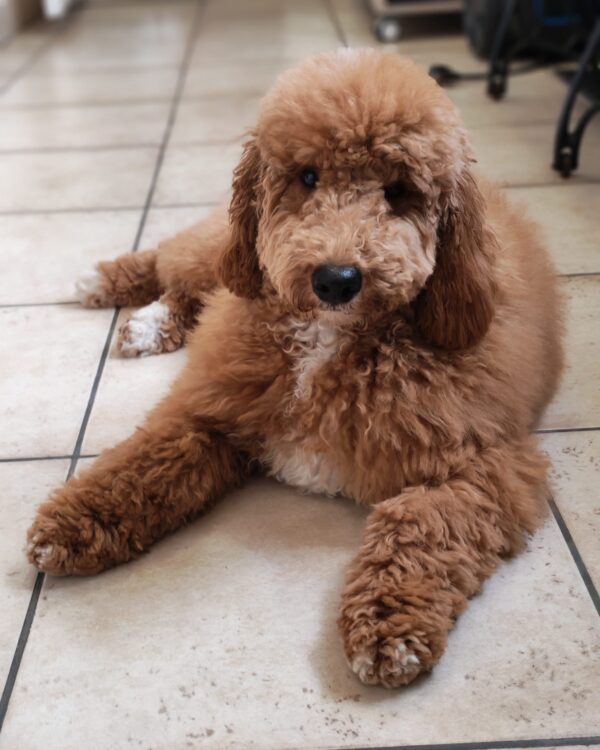 Blade Goldendoodle Blade Goldendoodle