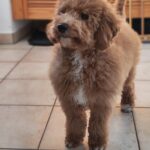 Blade-male-goldendoodle-puppy-for-sale- (9)