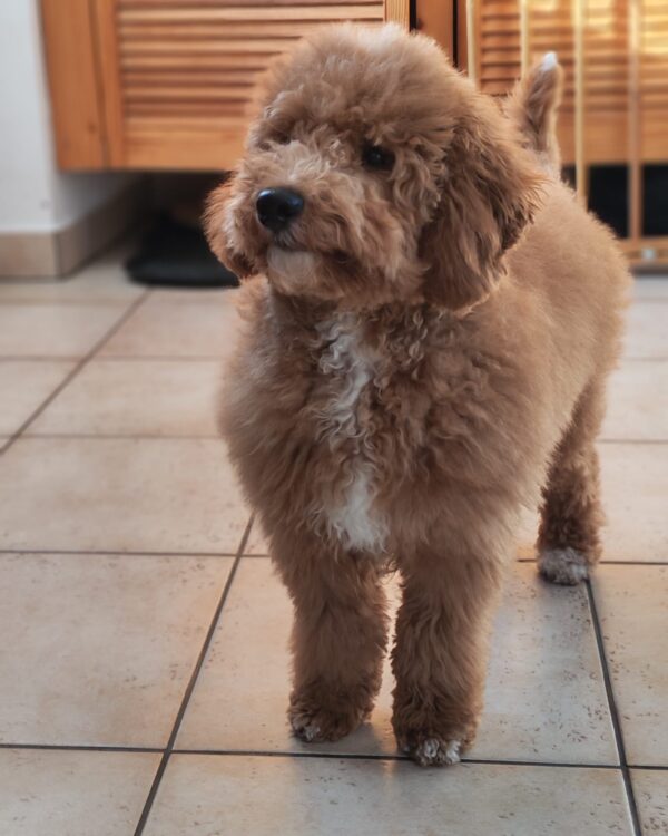 Blade Goldendoodle Blade Goldendoodle