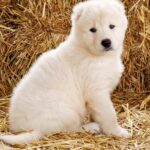 Blanka-female-Caucasian-Mountain-Dog-puppy-for-sale-1