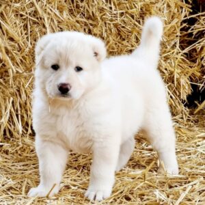 Blanka Caucasian Mountain Dog Blanka Caucasian Mountain Dog