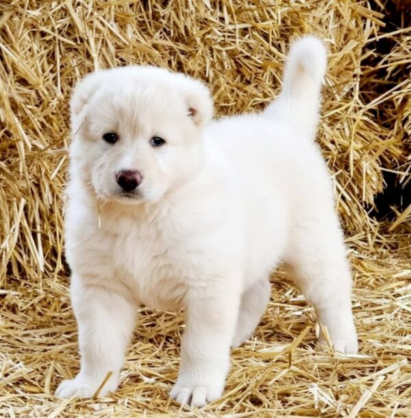 Blanka Caucasian Mountain Dog Blanka Caucasian Mountain Dog