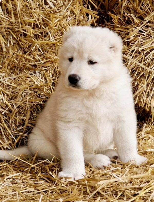 Blanka Caucasian Mountain Dog Blanka Caucasian Mountain Dog