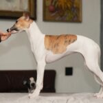 Blimunda-female-whippet-puppy-for-sale-1 (1)