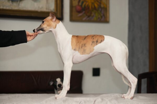Blimunda Whippet Blimunda Whippet