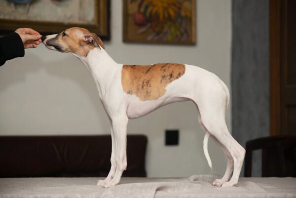 Blimunda Whippet Blimunda Whippet