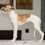 Blimunda-female-whippet-puppy-for-sale-1 (3)