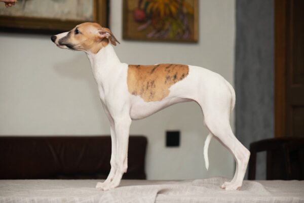 Blimunda Whippet Blimunda Whippet