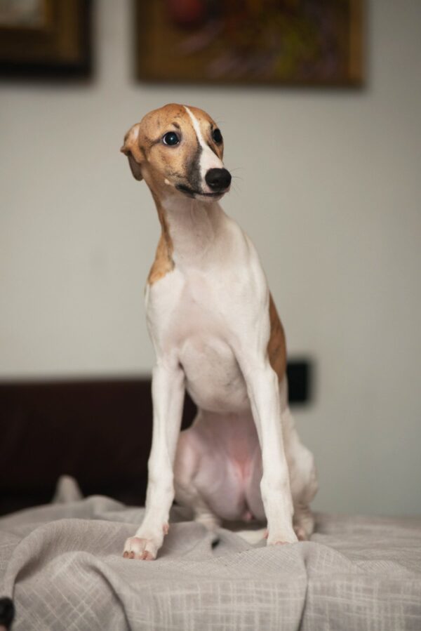 Blimunda Whippet Blimunda Whippet