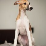Blimunda-female-whippet-puppy-for-sale-1 (5)