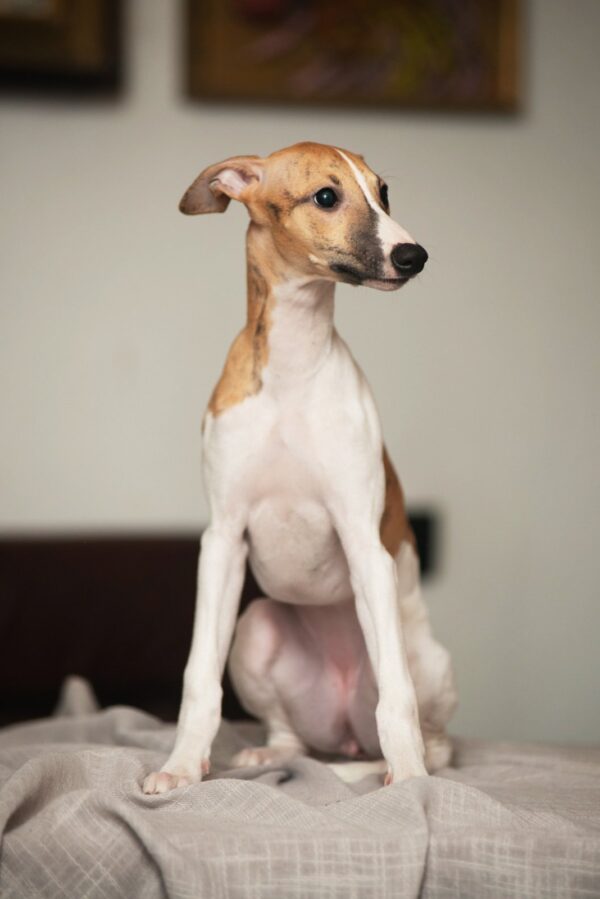 Blimunda Whippet Blimunda Whippet