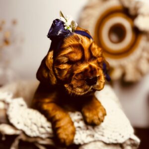 Bloody Mary English Cocker Spaniel Bloody Mary English Cocker Spaniel