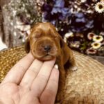 Bloody-Mary-female-english-cocker-spaniel-puppy-for-sale- (1)
