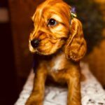 Bloody-Mary-female-english-cocker-spaniel-puppy-for-sale- (1)