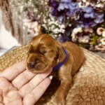 Bloody-Mary-female-english-cocker-spaniel-puppy-for-sale- (2)