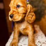 Bloody-Mary-female-english-cocker-spaniel-puppy-for-sale- (2)