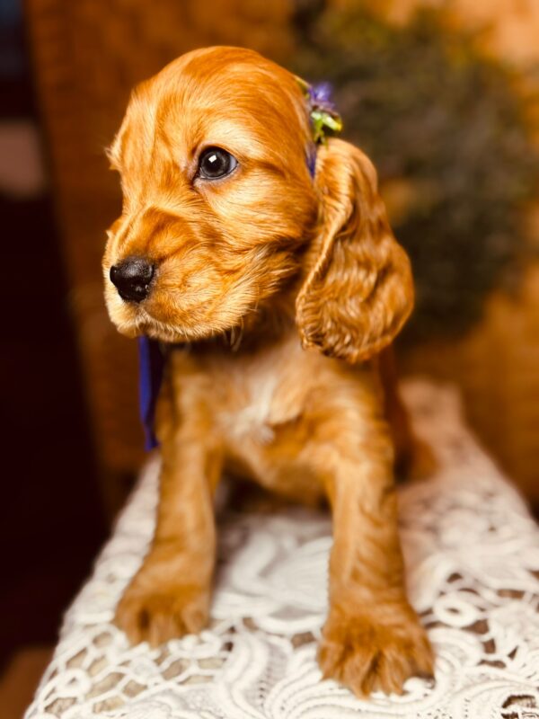 Bloody Mary English Cocker Spaniel Bloody Mary English Cocker Spaniel