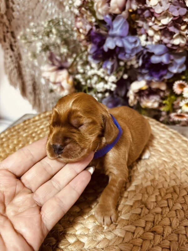 Bloody Mary English Cocker Spaniel Bloody Mary English Cocker Spaniel