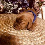 Bloody-Mary-female-english-cocker-spaniel-puppy-for-sale- (3)