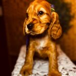 Bloody-Mary-female-english-cocker-spaniel-puppy-for-sale- (3)