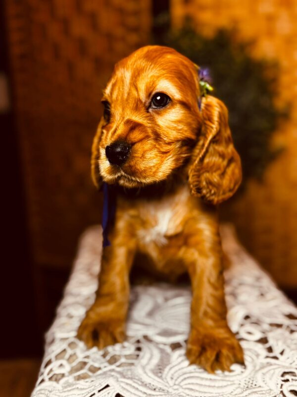 Bloody Mary English Cocker Spaniel Bloody Mary English Cocker Spaniel