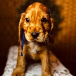 Bloody-Mary-female-english-cocker-spaniel-puppy-for-sale- (4)