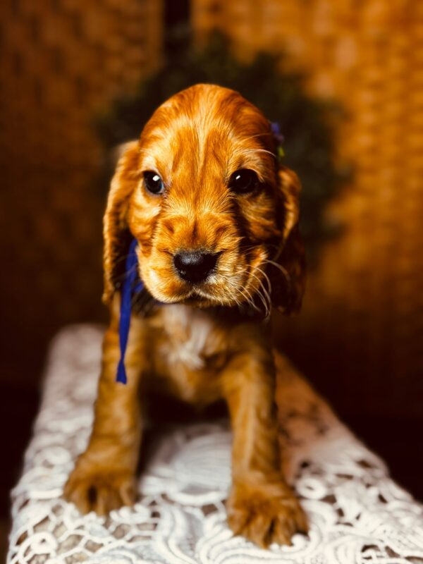 Bloody Mary English Cocker Spaniel Bloody Mary English Cocker Spaniel