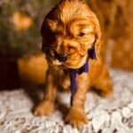 Bloody-mary-female-english-cocker-spaniel-puppy-for-sale- (1)