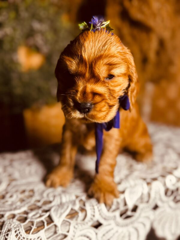 Bloody Mary English Cocker Spaniel Bloody Mary English Cocker Spaniel