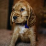 Bloody-mary-female-english-cocker-spaniel-puppy-for-sale- (1)