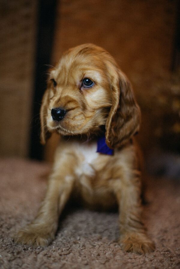 Bloody Mary English Cocker Spaniel Bloody Mary English Cocker Spaniel