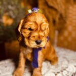 Bloody-mary-female-english-cocker-spaniel-puppy-for-sale- (2)