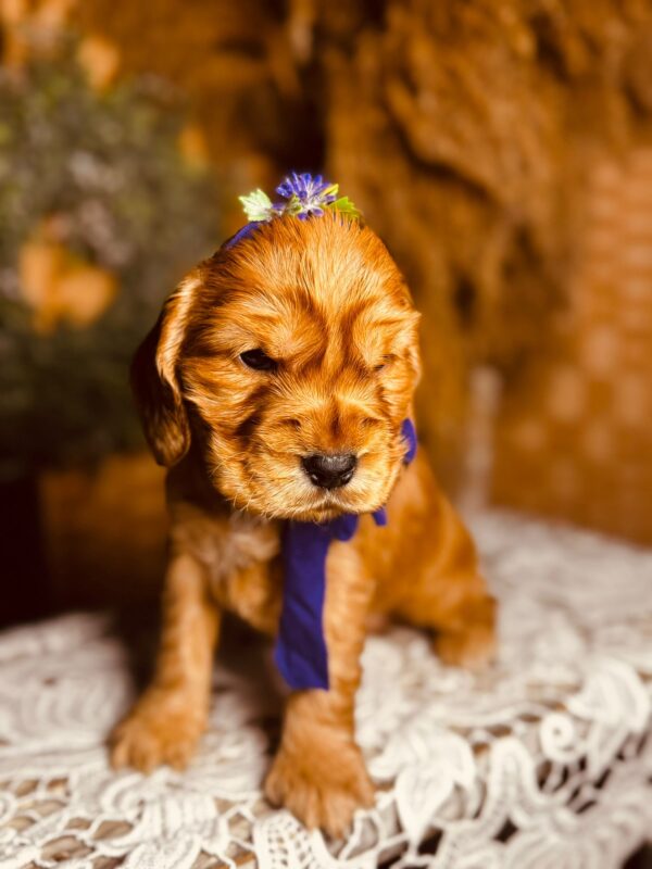 Bloody Mary English Cocker Spaniel Bloody Mary English Cocker Spaniel