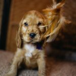 Bloody-mary-female-english-cocker-spaniel-puppy-for-sale- (2)