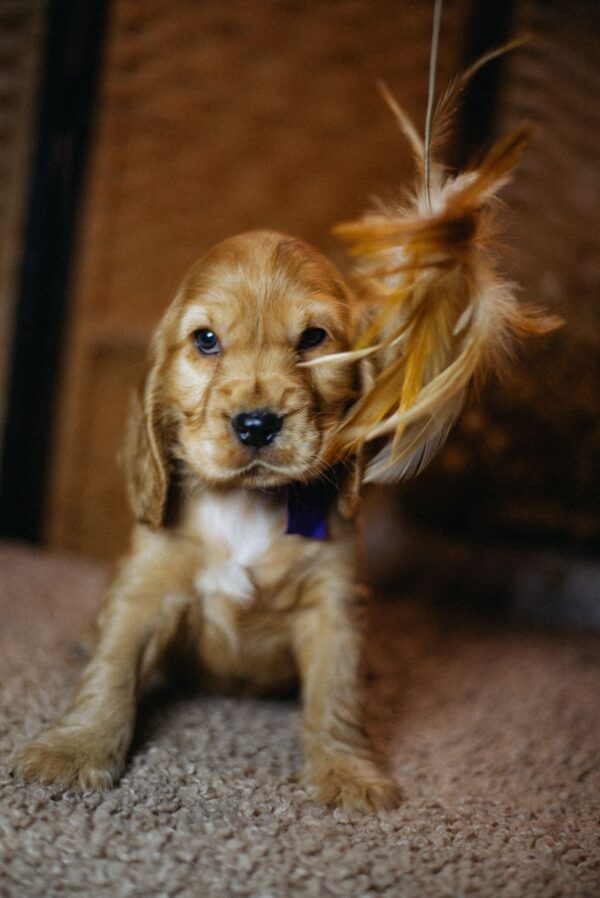 Bloody Mary English Cocker Spaniel Bloody Mary English Cocker Spaniel