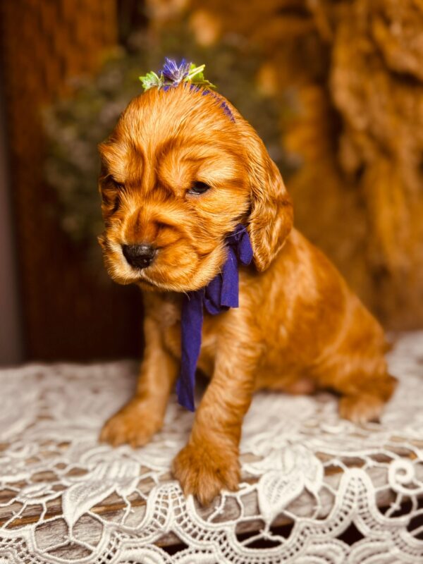 Bloody Mary English Cocker Spaniel Bloody Mary English Cocker Spaniel