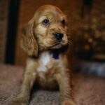 Bloody-mary-female-english-cocker-spaniel-puppy-for-sale- (3)