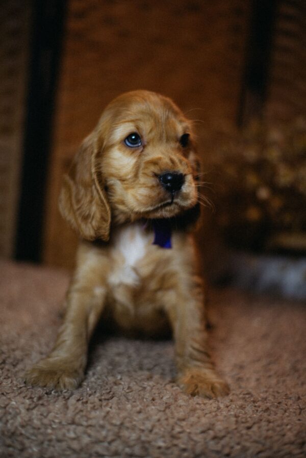 Bloody Mary English Cocker Spaniel Bloody Mary English Cocker Spaniel