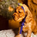 Bloody-mary-female-english-cocker-spaniel-puppy-for-sale- (4)
