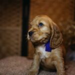 Bloody-mary-female-english-cocker-spaniel-puppy-for-sale- (4)