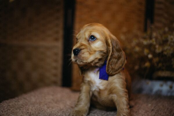 Bloody Mary English Cocker Spaniel Bloody Mary English Cocker Spaniel